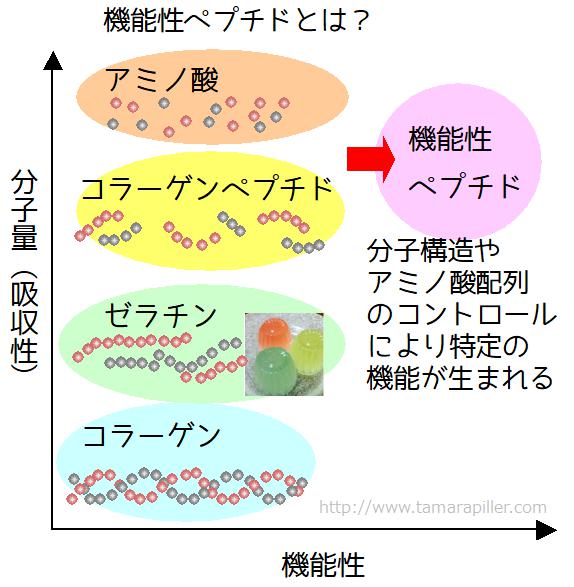 機能性コラーゲンペプチド